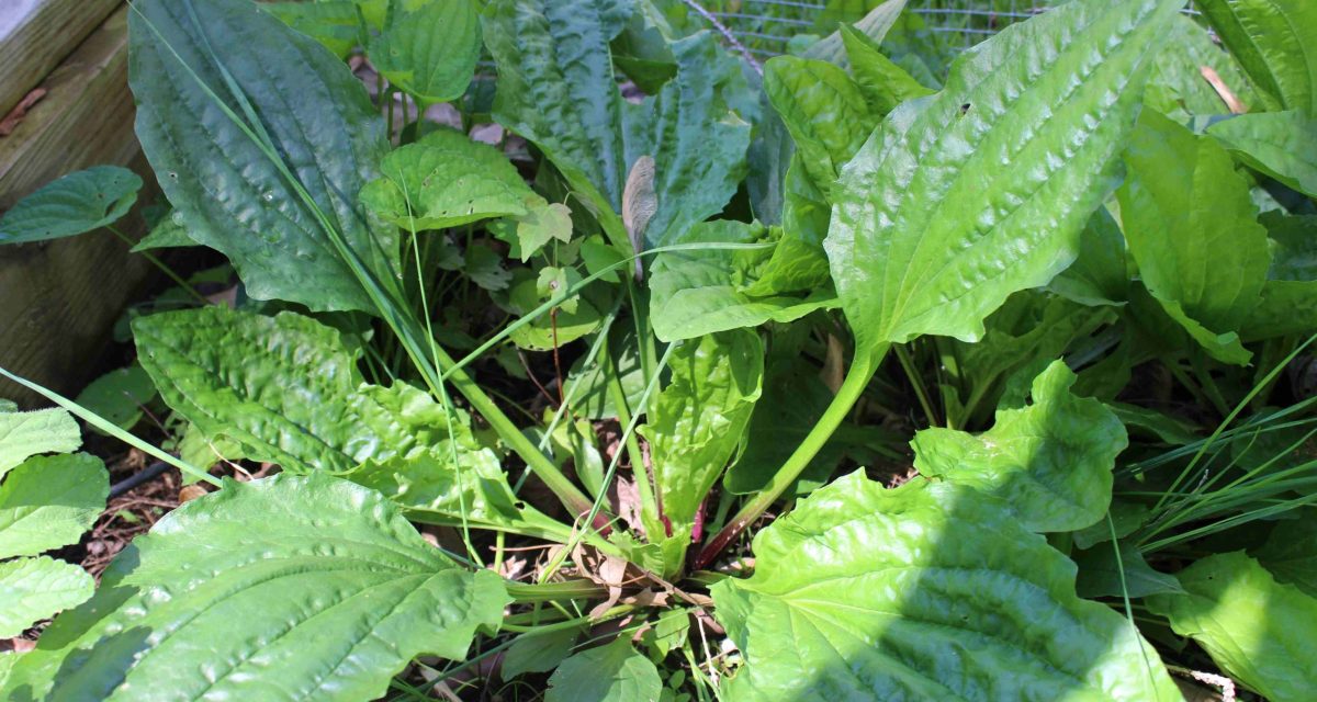 Plantain growing low res