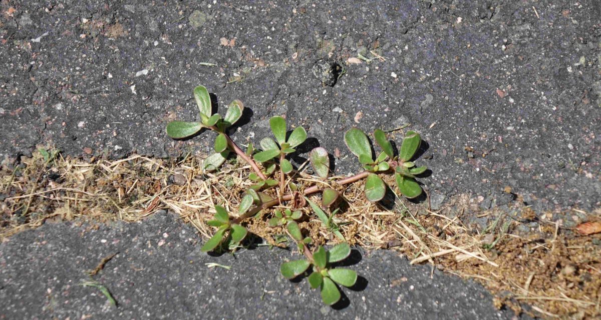 Purslane growing in driveway crack low res