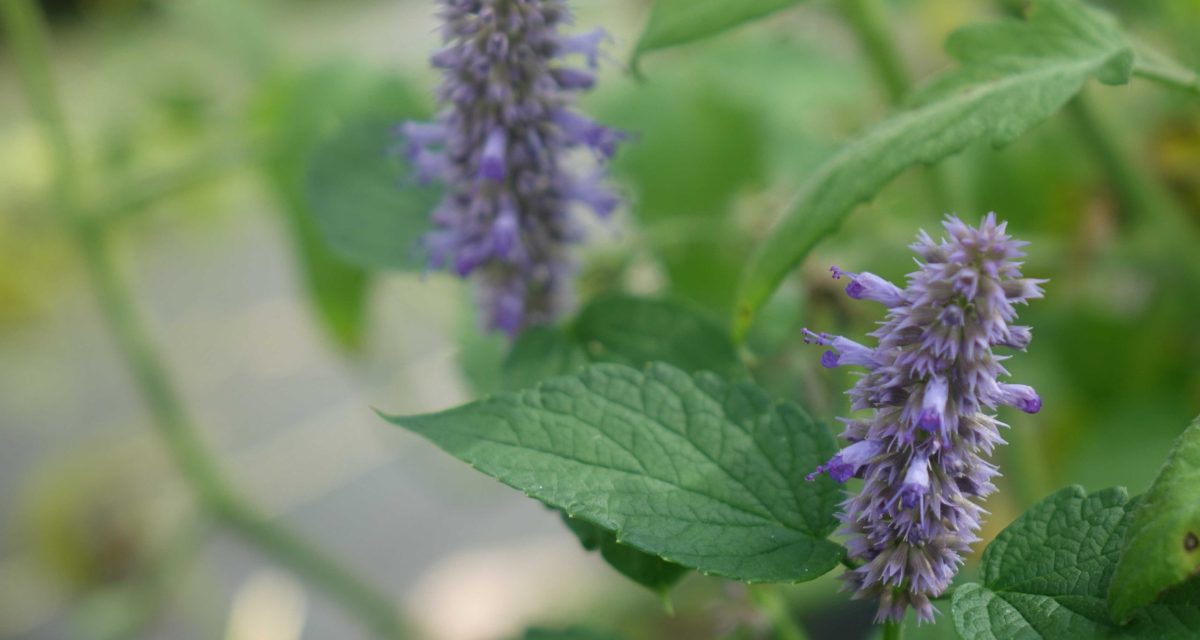 anise hyssop in bloom summer low res