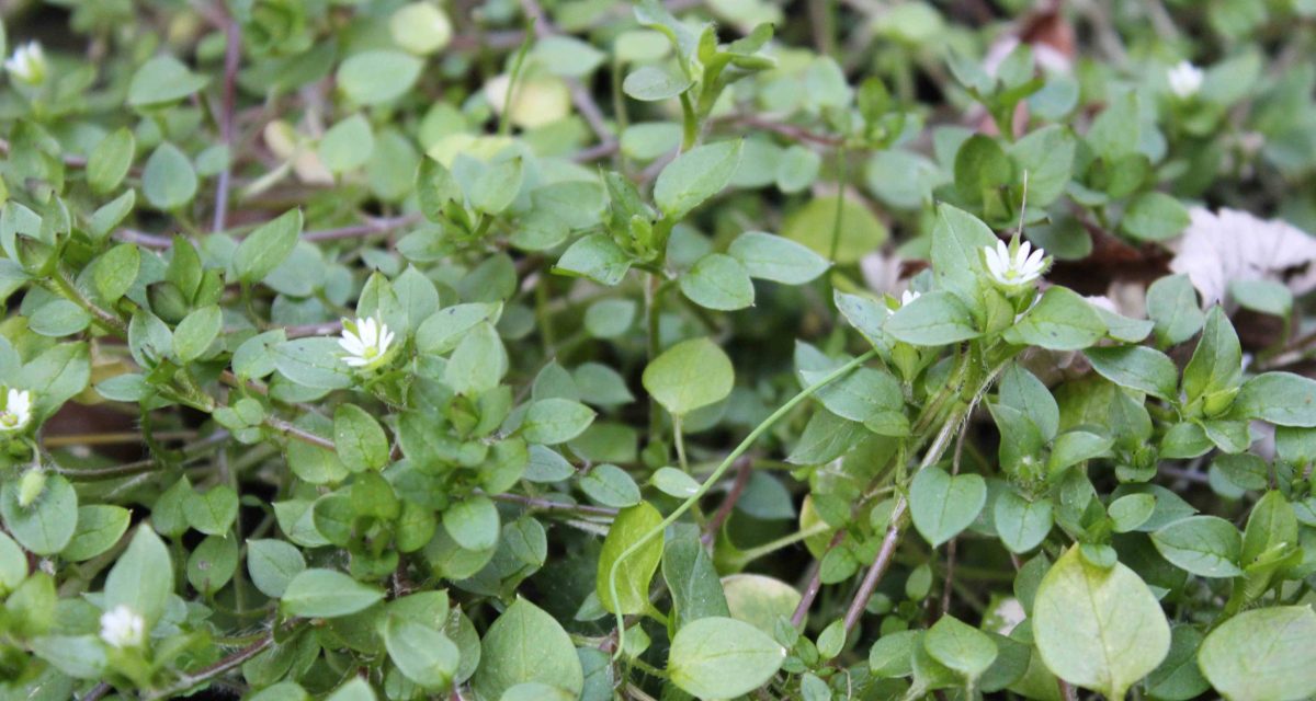 chickweed growing low res
