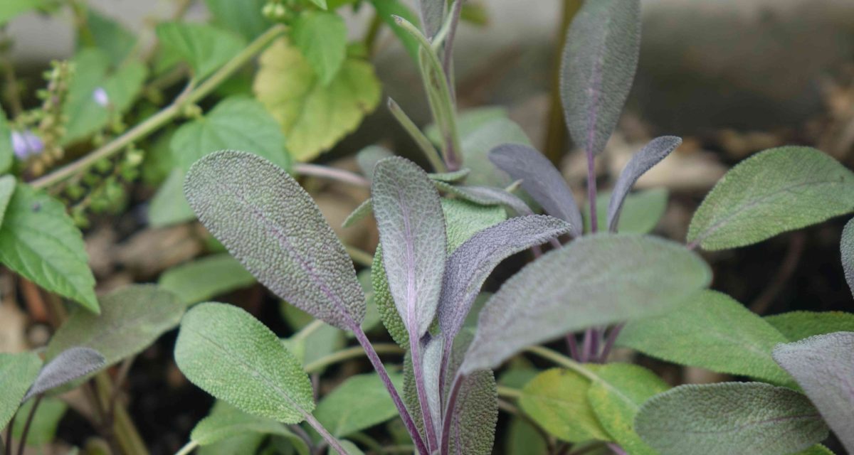 purple sage low res