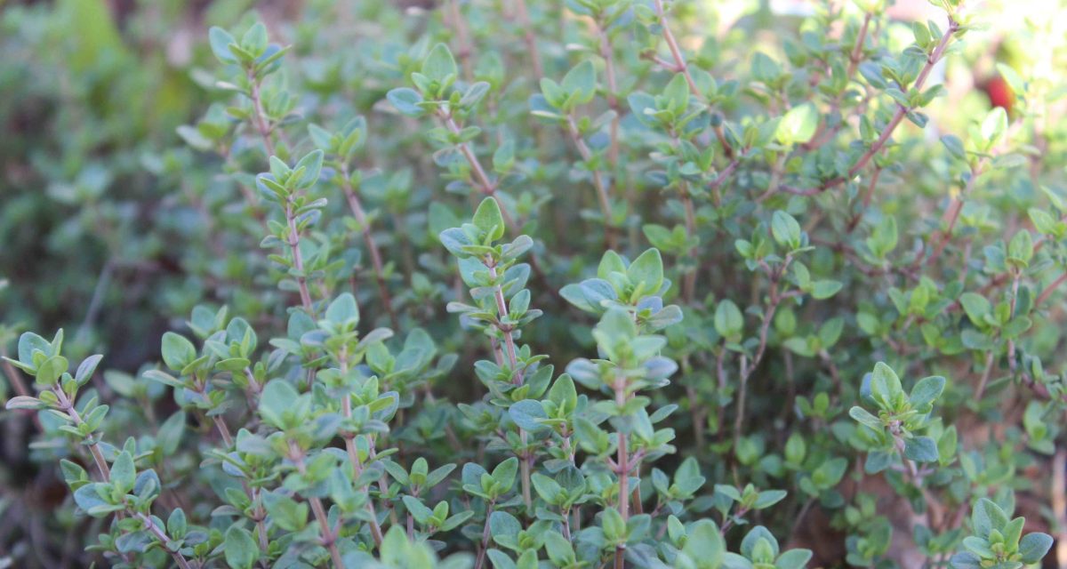 thyme low res