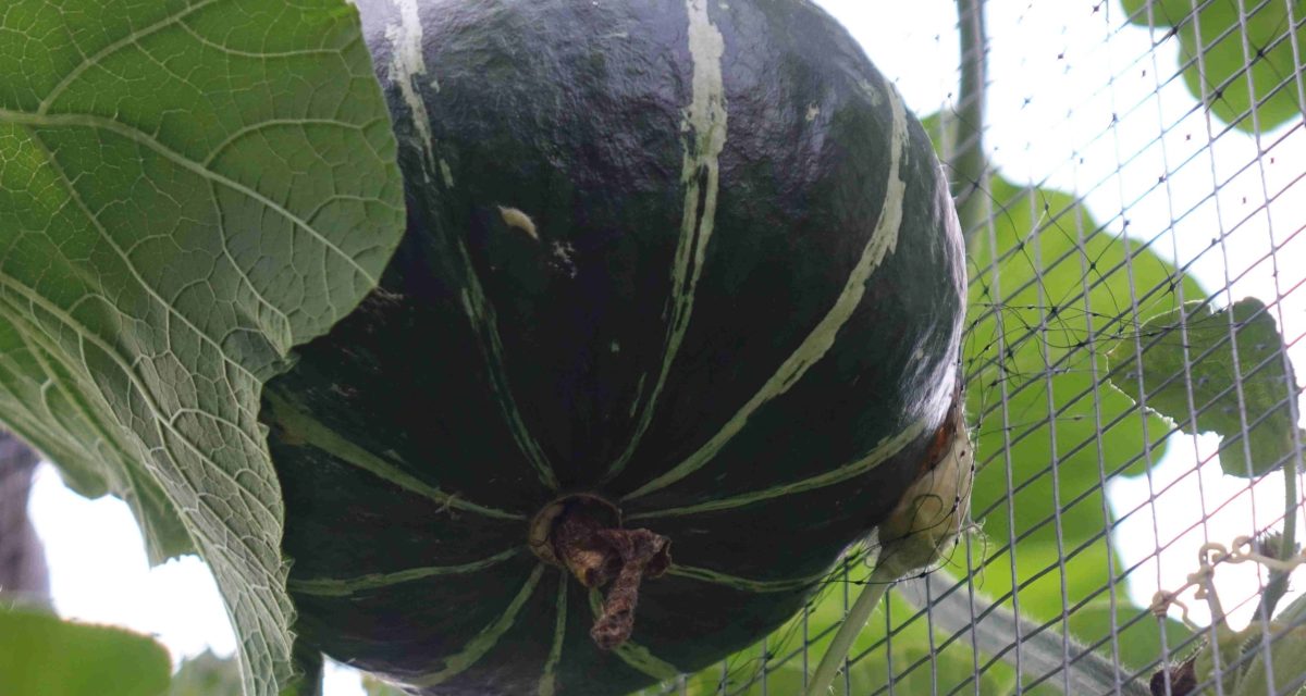 winter squash low res